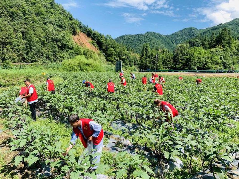 探索农村致富的金钥匙:特色产业项目案例分析