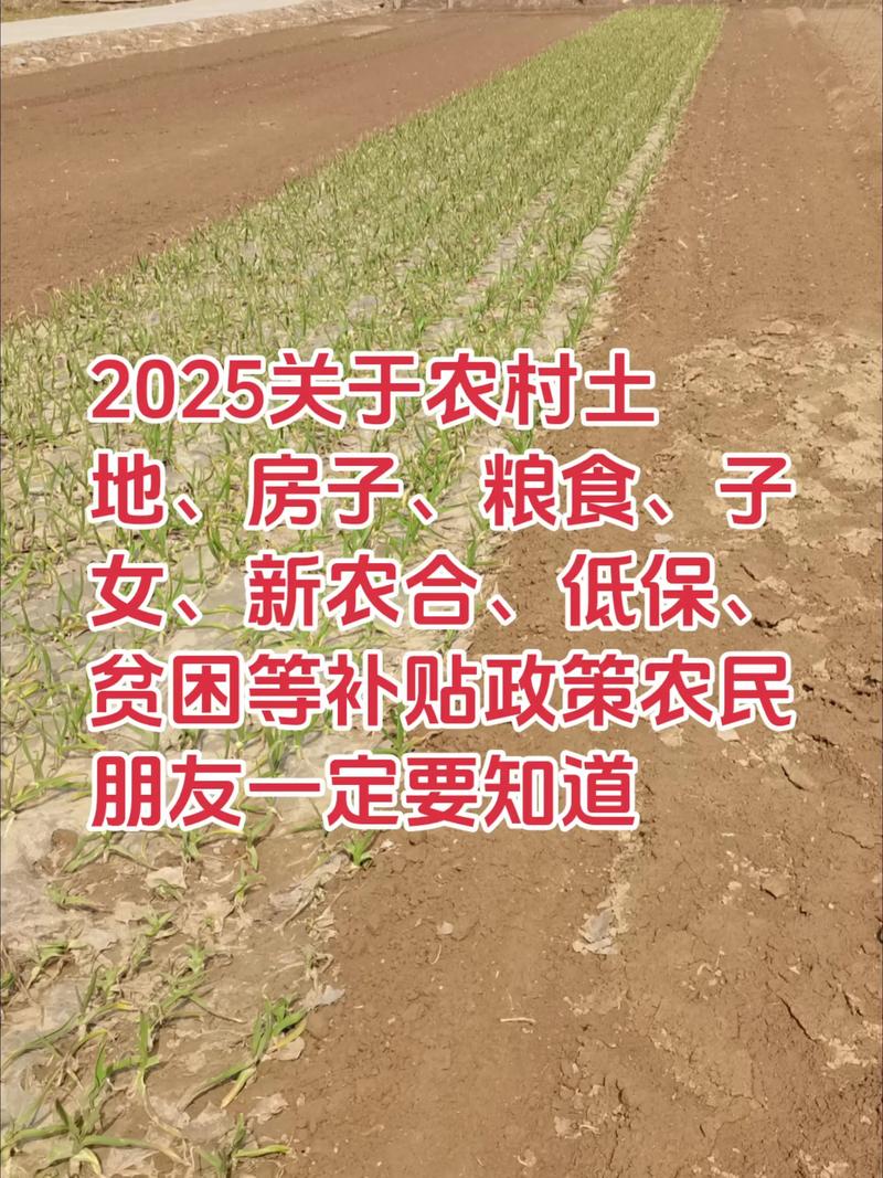 农村新闻:连接城乡的新桥梁